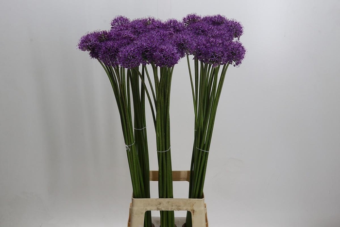 Allium Gladiator