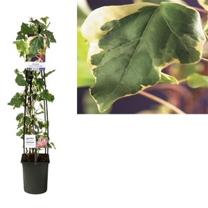 Hedera 'Gloire de Marengo' +light label