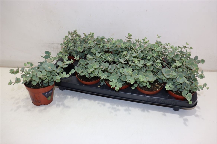 <h4>Sedum Sieboldii</h4>