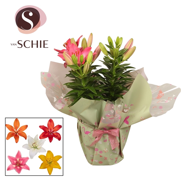 <h4>Az Mix 19cm Rondella GARDEN LOVE</h4>