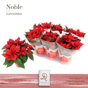 Poinsettia Rood P14 Dolc'Amore®
