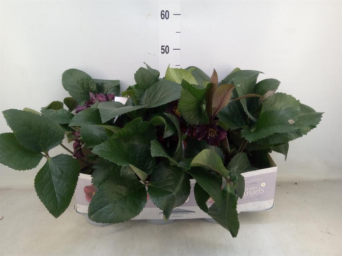 <h4>Helleborus   ...</h4>