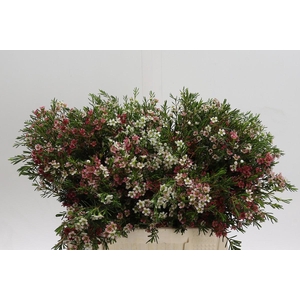 Chamelaucium My Sweet 16