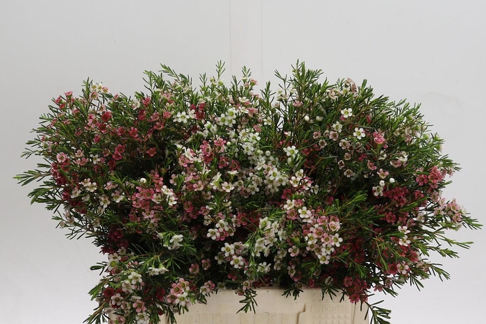 <h4>Chamelaucium My Sweet 16</h4>