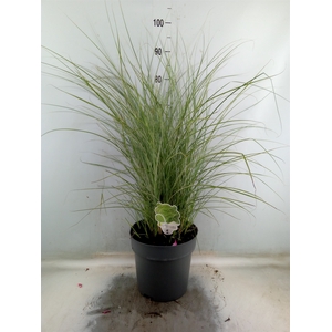 Miscanthus sin. 'Morning Light'