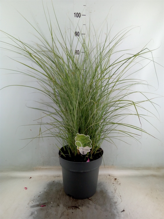 <h4>Miscanthus sin. 'Morning Light'</h4>