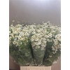 Tanacetum Pa Single Vegmo