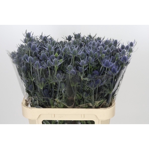 Eryngium Blue Dynamite