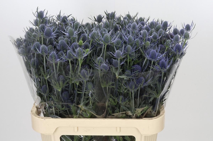 Eryngium Blue Dynamite