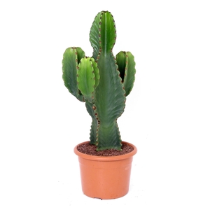 Euphorbia ingens 20 cm