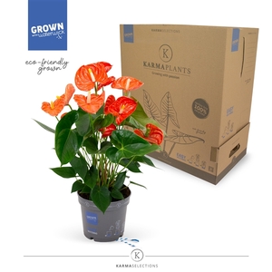 Anthurium - KARMA Orange | 17cm | PLASTIC FREE