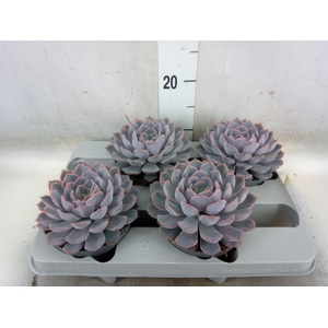 Echeveria  'Orion'
