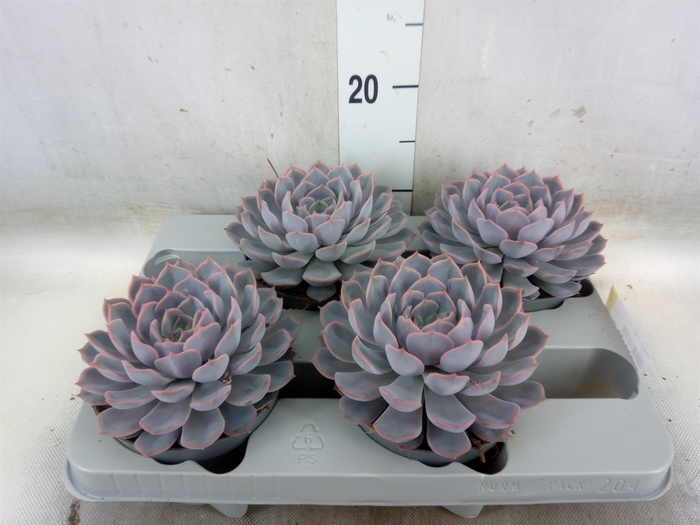 <h4>Echeveria  'Orion'</h4>