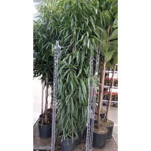 Ficus binn. 'Alii'
