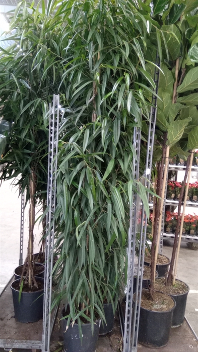 <h4>Ficus binn. 'Alii'</h4>
