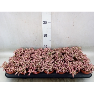 Fittonia  'Mosaic Zalm Forest Flam'