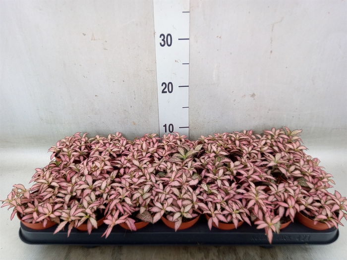 <h4>Fittonia  'Mosaic Zalm Forest Flam'</h4>