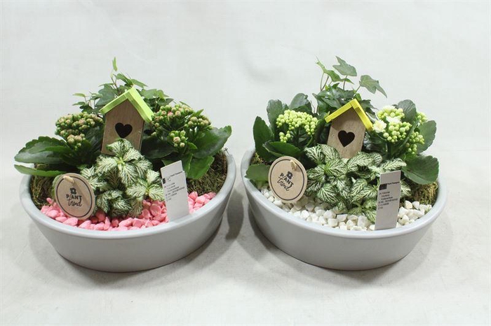 9852 KER. KON LAAG  GEEL-WIT