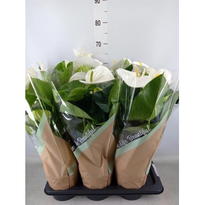 Anthurium andr. 'Success White'