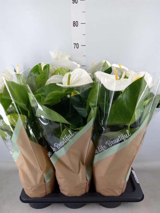 <h4>Anthurium andr. 'Success White'</h4>