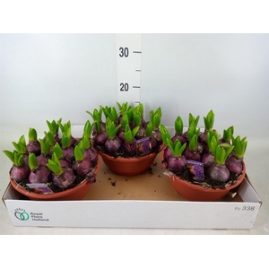 Hyacinthus orie. 'Pearl Blue'