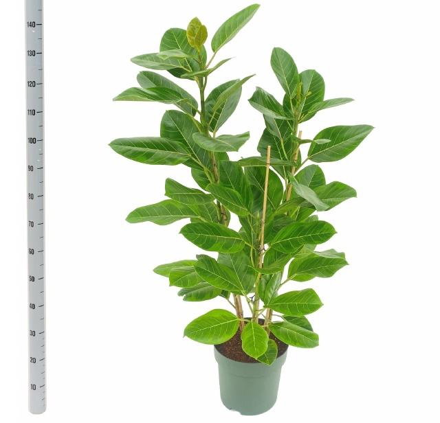 <h4>FIC ALTISSIMA</h4>