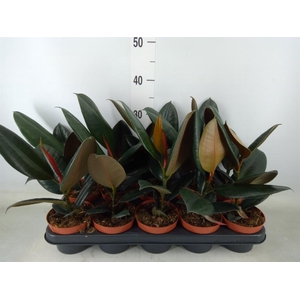 Ficus elastica 'Abidjan'