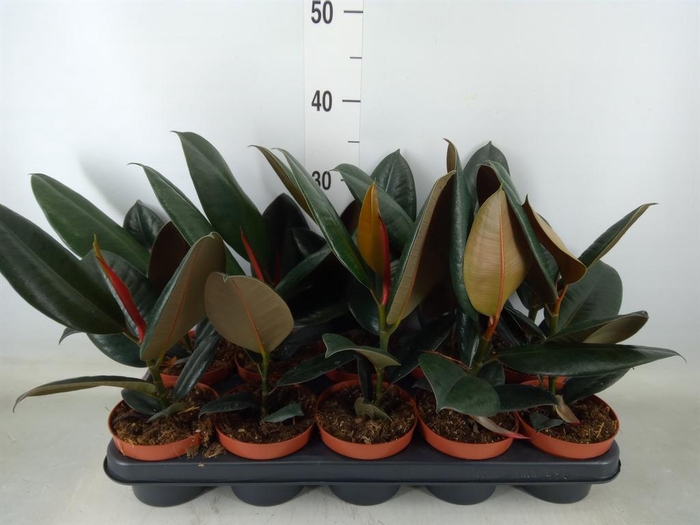 <h4>Ficus elastica 'Abidjan'</h4>