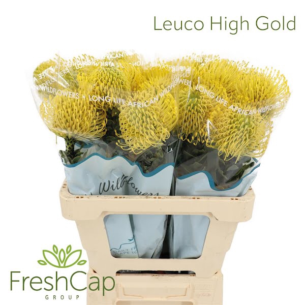 <h4>Leuco High Gold</h4>