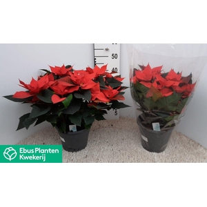 EUPHOR PULCHERRIM OV