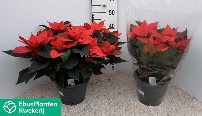 <h4>EUPHOR PULCHERRIM OV</h4>