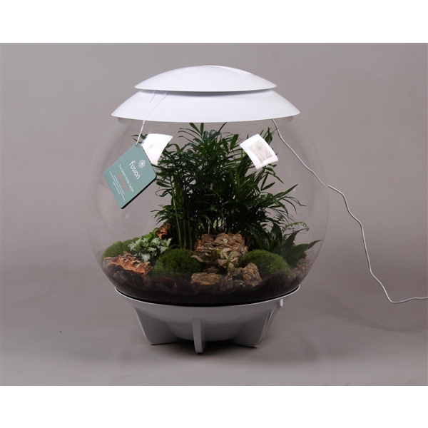 <h4>Terrarium XXL Exclusive wit met arrangement</h4>