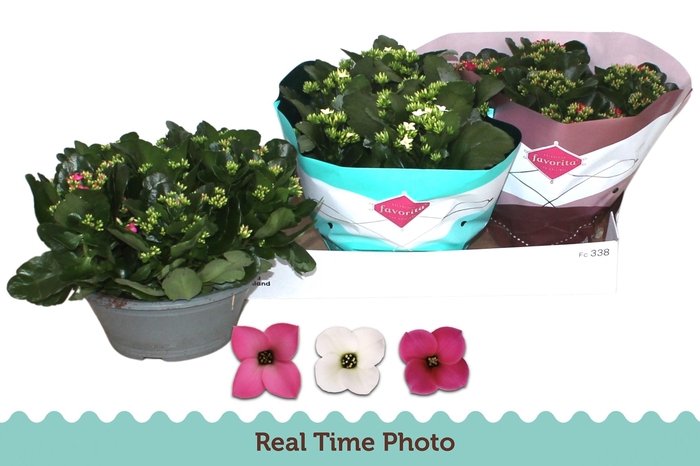 <h4>KAL EN GEM 3 KL</h4>