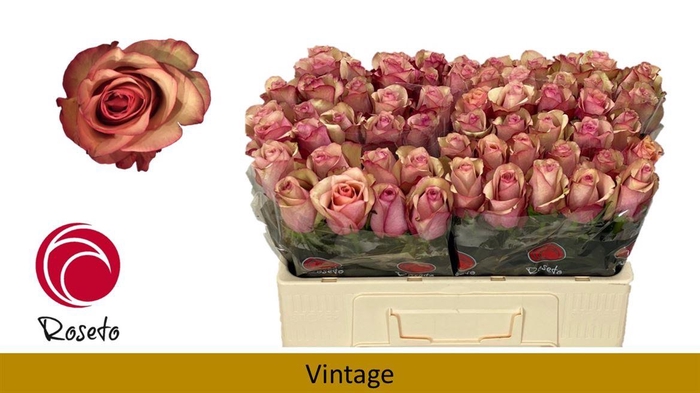 <h4>R Gr Vintage</h4>