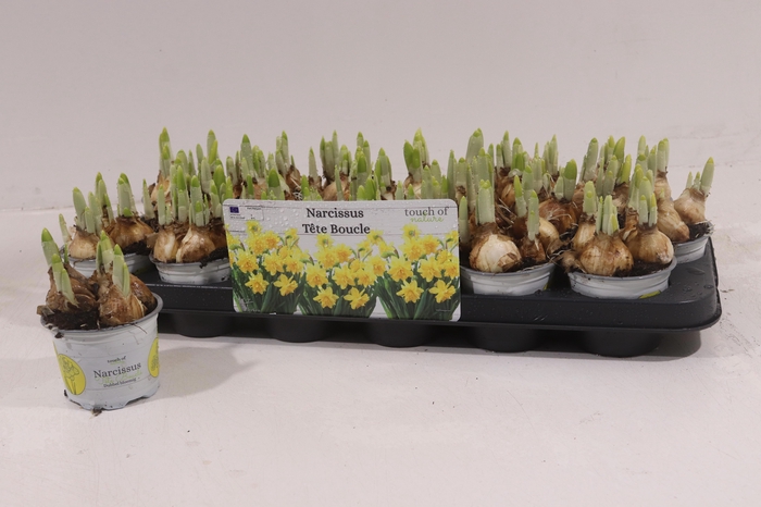 <h4>NARC D TETE BOUCLE</h4>