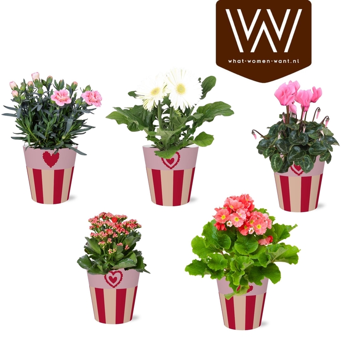 <h4>KAMERPL BLOEIEND GEM</h4>