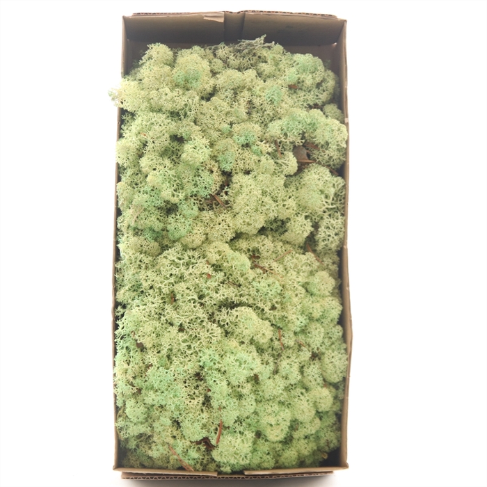 <h4>Ijslandmos (reindeer) Mint Groen</h4>
