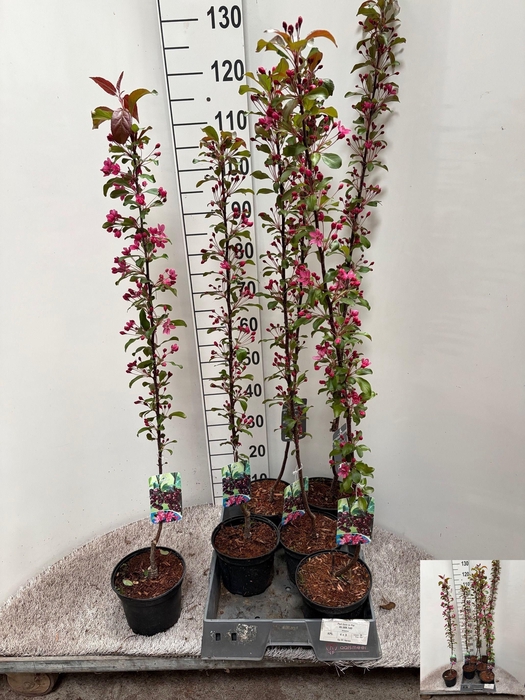 <h4>MALUS LISET</h4>