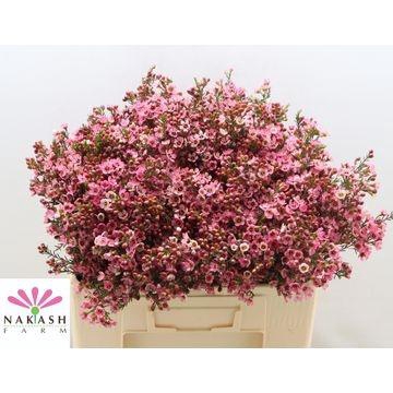 <h4>Cham Sarah Deli</h4>