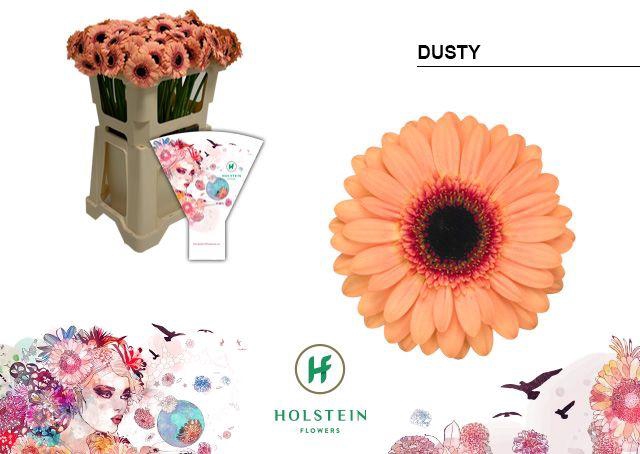 <h4>GE MI DUSTY Emmer Hoes x60</h4>