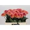 Dahlia Chanel