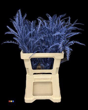 <h4>Grevillea Ivanhoe Marine Blue</h4>