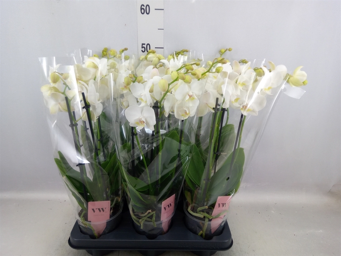 <h4>Phalaenopsis  'Ant Inverness'</h4>