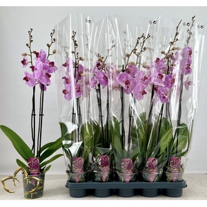 PHAL OV ROZE