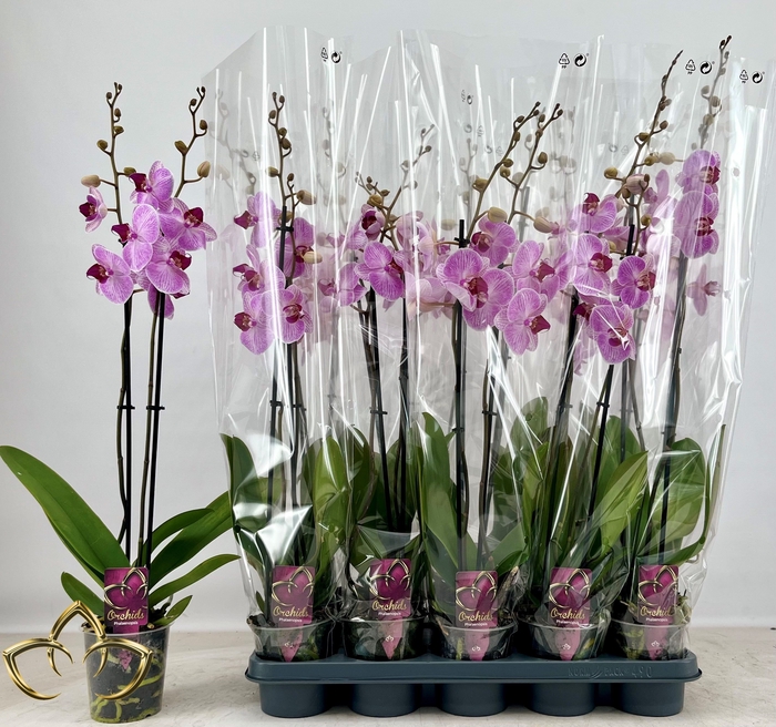<h4>PHAL OV ROZE</h4>