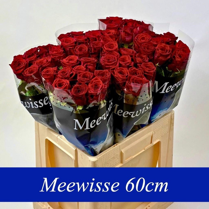 <h4>Rosa gr Red Naomi</h4>