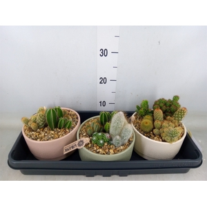 Cactus   ...mix