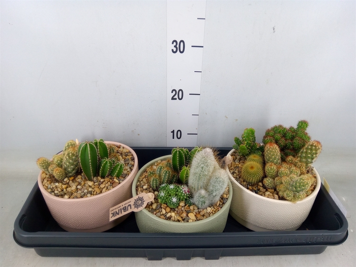 <h4>Cactus   ...mix</h4>