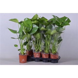 Monstera deliciosa