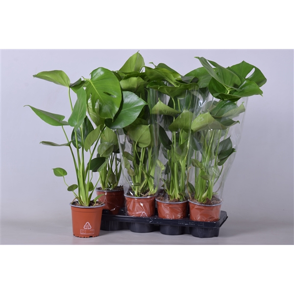 <h4>Monstera deliciosa</h4>